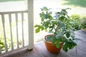 Fignomenal fig tree in patio pot