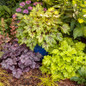 Apple Twist Coral Bells in landscape