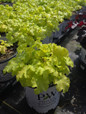 Heuchera Dolce Apple Twist 1 gallon