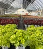 Apple Twist Coral Bells #1 pot