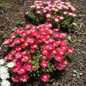 Healthy Jewel of the Desert® Garnet Iceplant Covered in Bloom