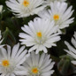 Jewel of the Desert Moonstone Ice Plant Blooming