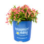 Weigela Peach Kisses in Bloomin' Easy pot