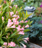 Peach Kisses Weigela compact flowering shrub