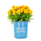 Solanna™ Golden Sphere Coreopsis in Bloomin Easy Pot