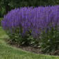 Large Blue by You Meadow Sage Plants Blooming