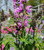 Rose Marvel Meadow Sage with bee on bloom