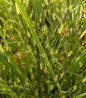 High Frequency Maiden Grass foliage close-up