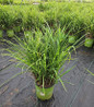 High Frequency Maiden Grass #2 container