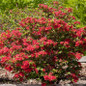 Electric Lights Red Rhododendron landscape view
