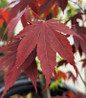 Bloodgood Japanese Maple red fall leaves
