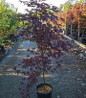 Bloodgood Japanese Maple current crop
