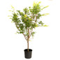 Coral Bark Japanese Maple in 5g black pot