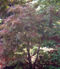 Shaina Japanese Maple landscape planting