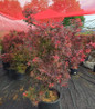 Shaina Japanese Maple container specimen