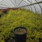 Autumn Moon Japanese Maple in pot