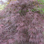 Healthy Tamukeyama Japanese Maple Leaves
