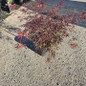 Tamukeyama Threadleaf Weeping Japanese Maple cascading form