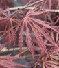 Tamukeyama Threadleaf Weeping Japanese Maple foliage close up