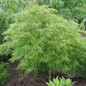Healthy Waterfall Japanese Maple