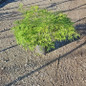 Waterfall Japanese Maple in pot