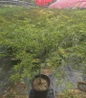 Waterfall Threadleaf Weeping Japanese Maple #3 pot