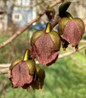 Pawpaw flower close-up