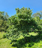 Pawpaw full tree view