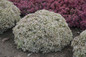 Rock N Round Bundle of Joy Stonecrop Sedum with White Blooms