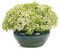 Rock N Grow Bundle of Joy Stonecrop Sedum with White Blooms in Planter