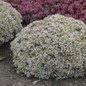 Rock N Round Bundle of Joy Stonecrop Sedum with White Blooms