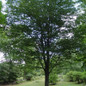 Healthy American Beech Tree