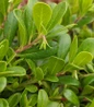 Massachusetts Hybrid Kinnickinnick glossy green foliage