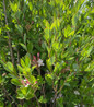 pink swamp azalea upright habit