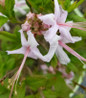Pinxterbloom Azalea bright pink blossom