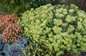 Rock N Grow Lemonjade Stonecrop Sedum Blooming in Landscape