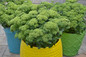 Rock N Grow Lemonjade Stonecrop Sedum in Planters