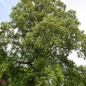 Healthy Tulip Tree