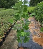 Tulip Tree #3 pot