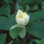 Moonglow Sweetbay Magnolia Flowering