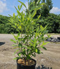 Moonglow Sweetbay Magnolia in pot