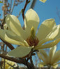 Butterflies Magnolia flowers close-up