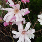 Leonard Messel Magnolia Flowering