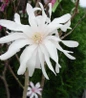 Leonard Messel Magnolia white bloom close up
