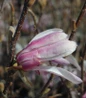 Leonard Messel Magnolia purple star flowers