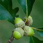 White Oak Tree Stems with Leaves and Acorns