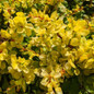 Lemon Cutie® Barberry Leaves Close Up