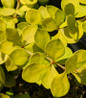 Lemon Cutie® Barberry foliage close up