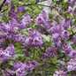 Common Lilac Covered in Flowers