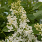 Betsy Ross Lilac Flowering